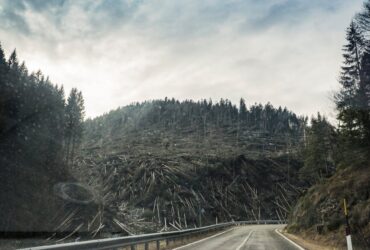 une foret décimée