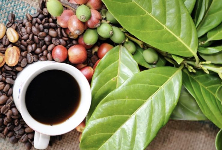 du café en grain et une tasse